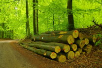 Buchenholzpolter am Rande einer Waldstraße