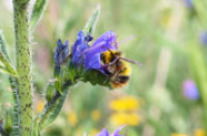 Artenvielfalt: Biene in einem Wildacker