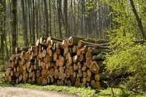 Holzpolter an einer Waldstraße