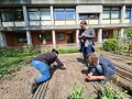 Studierende pflanzen Beet neu an