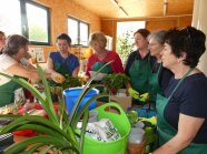 Praktische Unterrichtseinheit im Hausgartenbau zur Zimmerpflanzenpflege