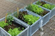 selbst angebaute Salatköpfe, Radieschen und Kräuter liegen in Pflanzkisten