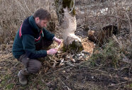 Marco Zeh mit Biberbaum