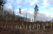 Biotopbäume in Jungbestand