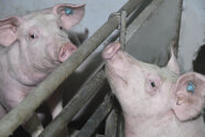 Zwei Schweine beim Sozialkontakt