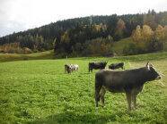 Tiroler Grauvieh auf der Weide.
