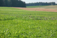 Feld mit Zwischenfrucht