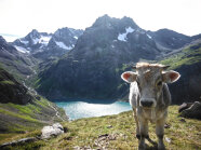 Tiroler Grauvieh auf einer Alm bei St. Anton am Arlberg.