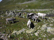 Tiroler Grauvieh auf einer Alm bei St. Anton am Arlberg.