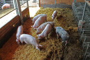 Mastschweine in der Bucht