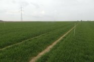 Getreide auf Krankheiten untersuchen