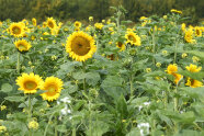 Ein Feld mit Sonnenblumen.
