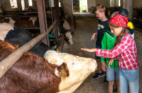 Kinder stehen vor Rind im Stall