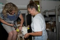 Zwei Frauen mit Kalb
