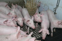 Ferkel im Stall