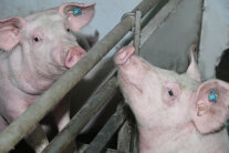 Mastschweine beim Sozialkontakt