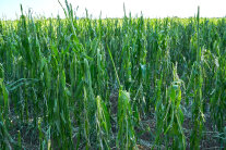 Maisfeld nach Hagelschlag