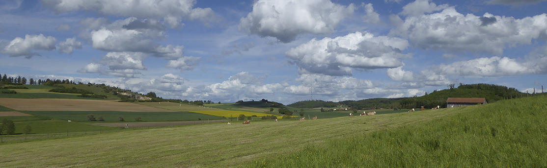 Hügellandschaft mit Rindern auf der Weide unter weißblauem Himmel