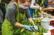 Frau mit Mundschutz, Schürze und Handschuhen bearbeitet Pflanzen mit Gartenschere