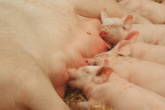 Saugende Ferkel an der Muttersau