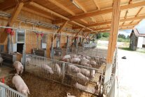 Ferkel in Außenstall