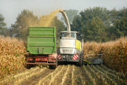 Maishäcksler und Traktor mit Anhänger fahren durch Maisfeld, 
