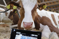 Kuh mit Tablet © LfL, Gleixner